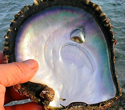 Sciences. Comment les perles naissent dans les huîtres ?